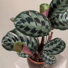 25+ Helen Kennedy Calathea Seeds for Garden Planting