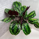 25+ Medallion Calathea Seeds for Garden Planting