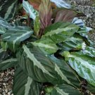 25+ Undulata Calathea Seeds for Garden Planting