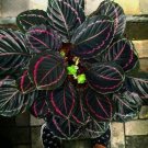 25+ Dottie Calathea Seeds for Garden Planting 25+ Dottie Calathea Seeds for Garden Planting