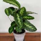 25+ Misto Calathea Seeds for Garden Planting