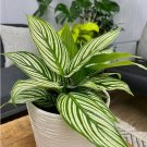 25+ Elliptica Calathea Seeds for Garden Planting 25+ Elliptica Calathea Seeds for Garden Planting