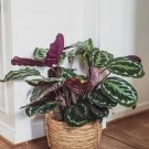 25+ Rose Painted Calathea Seeds for Garden Planting 25+ Rose Painted Calathea Seeds for Garden Planting