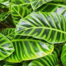 25+ Wiotii Calathea Seeds for Garden Planting