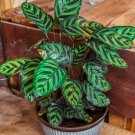 25+ Peacock Calathea Seeds for Garden Planting