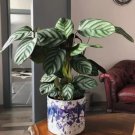 25+ Anulque Calathea Seeds for Garden Planting