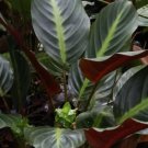 25+ Ecuadoriana Calathea Seeds for Garden Planting 25+ Ecuadoriana Calathea Seeds for Garden Planting