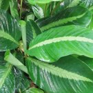 25+ Silver Stripe Calathea Seeds for Garden Planting 25+ Silver Stripe Calathea Seeds for Garden Planting