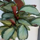 25+ Corona Calathea Seeds for Garden Planting