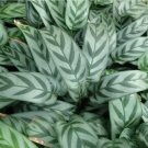 25+ Leopard Calathea Seeds for Garden Planting