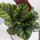 25+ Fasciata Calathea Seeds for Garden Planting 25+ Fasciata Calathea Seeds for Garden Planting