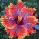 20 Purple Orange Pink Hibiscus Seeds Flowers 20 Purple Orange Pink Hibiscus Seeds Flowers
