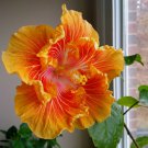 20 Orange Yellow Hibiscus Seeds Flowers