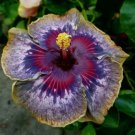 20 Purple Yellow Pink Hibiscus Seeds Flowers Flower Seed Perennial Bloom 459 20 Purple Yellow Pink Hibiscus Seeds Flowers Flower Seed Perennial Bloom 459