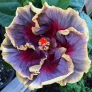 20 Cream Purple Pink Hibiscus Seeds Flowers Flower Seed Perennial Bloom 452