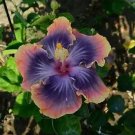 20 Purple Blue Pink Hibiscus Seeds Flowers Flower Seed Perennial Bloom 170 20 Purple Blue Pink Hibiscus Seeds Flowers Flower Seed Perennial Bloom 170