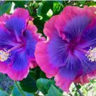 20 Pink Purple Blue Hibiscus Seeds Flower Flowers Seed 20 Pink Purple Blue Hibiscus Seeds Flower Flowers Seed