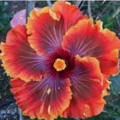 20 Red Purple Orange Hibiscus Seeds Flowers Flower Seed 20 Red Purple Orange Hibiscus Seeds Flowers Flower Seed