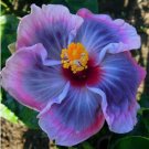 20 Gray Pink Purple Hibiscus Seeds Flowers Flower Seed