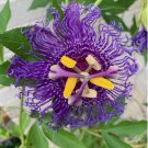 25 Passion Flower Seeds Passion fruit Lilikoi Floral Vines Edible Plants Easy