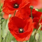 RED CORN POPPY FLOWER SEEDS 1000+ PERENNIAL garden FLANDERS FIELD RED CORN POPPY FLOWER SEEDS 1000+ PERENNIAL garden FLANDERS FIELD