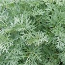 WORMWOOD SEEDS 500+ Perennial herb GARDEN ARTEMISIA ABSINTHIUM