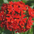 MALTESE CROSS FLOWER SEEDS 500+ PERENNIAL garden BUTTERFLIES MALTESE CROSS FLOWER SEEDS 500+ PERENNIAL garden BUTTERFLIES