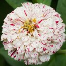PEPPERMINT STICK ZINNIA FLOWER SEEDS 100+ ANNUAL GARDEN red WHITE