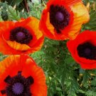 ORIENTAL POPPY SEEDS 200+ perennial flower GARDEN reddish orange