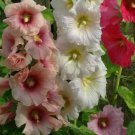HOLLYHOCK FLOWER SEEDS 30+ SUMMER CARNIVAL MIX herb PERENNIAL