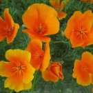 CALIFORNIA ORANGE POPPY FLOWER SEEDS 300+ perennial GARDEN bees CALIFORNIA ORANGE POPPY FLOWER SEEDS 300+ perennial GARDEN bees