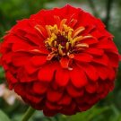 CHERRY QUEEN ZINNIA FLOWER SEEDS 100+ RED zinnnia ANNUAL garden CHERRY QUEEN ZINNIA FLOWER SEEDS 100+ RED zinnnia ANNUAL garden