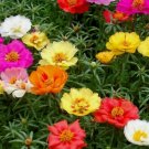 MOSS ROSE SEEDS 500+ PORTULACA DOUBLE MIX annual FLOWER garden