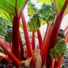 RHUBARB SEEDS 20+ "Victoria" perennial VEGETABLE garden