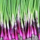 SCARLET BANDIT BUNCHING ONION SEEDS 200+ VEGETABLE GARDEN salad SCARLET BANDIT BUNCHING ONION SEEDS 200+ VEGETABLE GARDEN salad