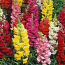 SNAPDRAGON FLOWER SEEDS 2000+ beautiful TALL MIXED COLORS GARDEN SNAPDRAGON FLOWER SEEDS 2000+ beautiful TALL MIXED COLORS GARDEN