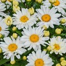 SHASTA DAISY FLOWER SEEDS 300+ PERENNIAL bees BUTTERFLY garden SHASTA DAISY FLOWER SEEDS 300+ PERENNIAL bees BUTTERFLY garden