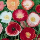 DOUBLE SHIRLEY POPPY FLOWER SEEDS 1000+ annual MIXED COLORS garden