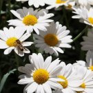 OX EYE DAISY FLOWER SEEDS 500+ PERENNIAL bees BUTTERFLY garden