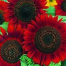 RED SUN SUNFLOWER SEEDS 30+ ANNUAL flowers GARDEN bees BIRDS RED SUN SUNFLOWER SEEDS 30+ ANNUAL flowers GARDEN bees BIRDS