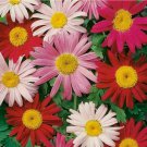 PAINTED DAISY FLOWER SEEDS 200+ PERENNIAL bees BUTTERFLY garden