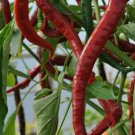RED CAYENNE PEPPER SEEDS 50+ LONG THIN health HERB HOT SPICY