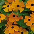 BLACK EYED SUSAN VINE SEEDS 50+ annual FLOWER orange YELLOW garden BLACK EYED SUSAN VINE SEEDS 50+ annual FLOWER orange YELLOW garden