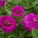 PURPLE PRINCE ZINNIA FLOWER SEEDS 100+ ANNUAL garden BIRDS bees