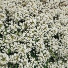 ALYSSUM SEEDS 1500+ CARPET OF SNOW WHITE FLOWER garden ANNUAL bees ALYSSUM SEEDS 1500+ CARPET OF SNOW WHITE FLOWER garden ANNUAL bees