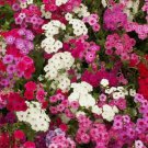PHLOX SEEDS 300+ MIXED COLORS ANNUAL flower GARDEN bees BUTTERFLY PHLOX SEEDS 300+ MIXED COLORS ANNUAL flower GARDEN bees BUTTERFLY