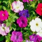 PETUNIA SEEDS 2000+ DWARF MIX variety ANNUAL flower GARDEN bees PETUNIA SEEDS 2000+ DWARF MIX variety ANNUAL flower GARDEN bees