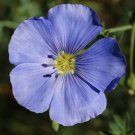 BLUE FLAX LINUM SEEDS 500+ LINUM LEWISII ORNAMENTAL flower GARDEN BLUE FLAX LINUM SEEDS 500+ LINUM LEWISII ORNAMENTAL flower GARDEN