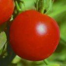 SIBERIAN TOMATO SEEDS 50+ DETERMINATE COOL season VEGETABLE GARDEN SIBERIAN TOMATO SEEDS 50+ DETERMINATE COOL season VEGETABLE GARDEN