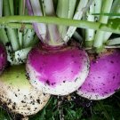 PURPLE TOP TURNIP SEEDS 1000+ VEGETABLE garden Culinary SOUP stew PURPLE TOP TURNIP SEEDS 1000+ VEGETABLE garden Culinary SOUP stew